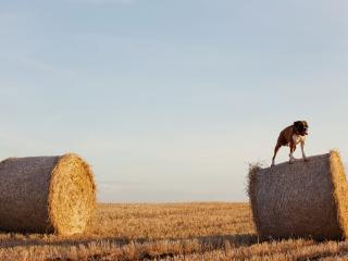 обои для рабочего стола: Собака на роле сенa на скошеном поле