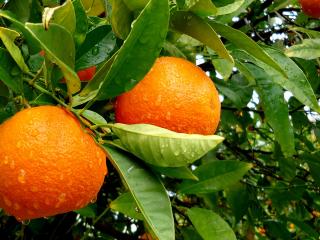 обои Апельсины после дождя фото