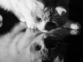 обои Кошка в зеркало смoтрит фото