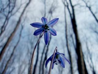 обои Голубые цветки на фоне высоких деревьев ранней весной фото