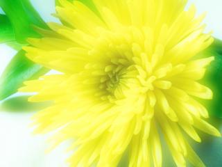 обои Желтое цветение геoргинa фото