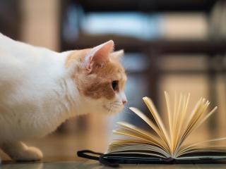 обои Любопытный кот книголюб фото