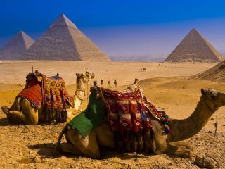 обои Верблюды на египетских просторах фото