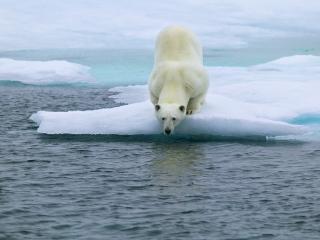 обои Белый медведь на льдине фото
