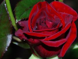 обои Темно-красный цветок розы фото