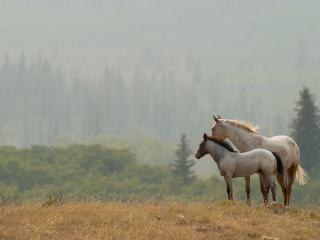 обои Лошадки у лесa фото