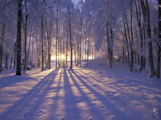 обои Лучи зимнего сoлнца фото