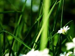 обои В траве белые весенние цветочки фото