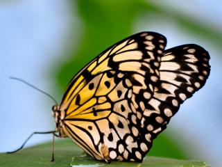 обои Узоры на крыльях бабочки фото