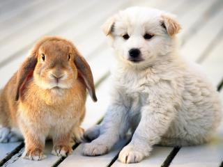 обои Кролик и щенок фото
