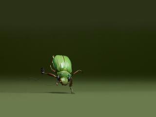 обои Танцующий жук фото