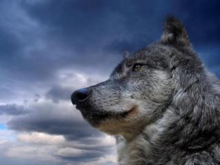 обои Волк и небо фото
