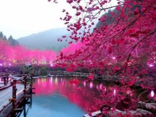 обои Розовый сад у озера фото