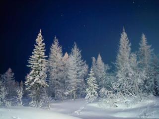 обои Зимняя ночь в лесу фото