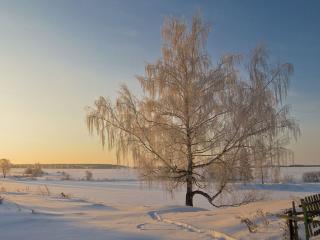 обои Симфония жизни и света у зимнего дерева фото