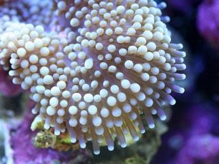 обои Белые кораллы фото