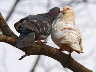 обои Два голубя воркуют на веточке фото