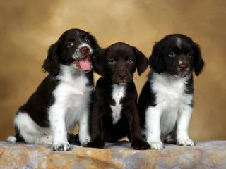 обои Три щенка разных пород спаниелей фото