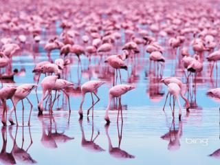 обои Розовые фламинго на водопое фото