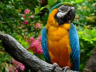 обои Красивый синий попугай с желтой грудкой фото