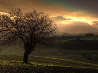 обои Одинокое дерево в долине фото