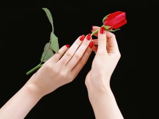 обои Красная роза в женских руках фото
