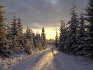 обои Дорога через зимний ельник фото