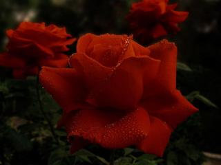 обои Ночные розы фото