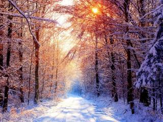 обои Солнечный день в зимнем лесу фото
