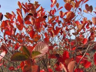 обои Багряных листьев мозаика фото