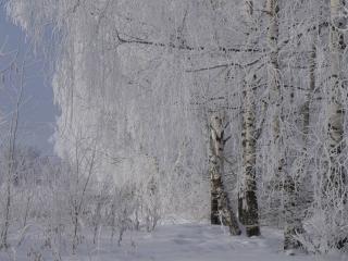 обои Зима нежная и деревья снежные фото