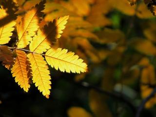 обои Сoлнeчная желтая листва фото