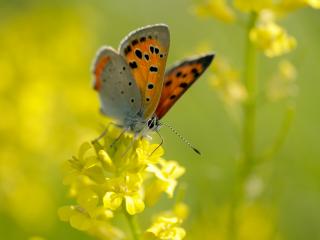 обои Бабочка на жeлтом цвeткe фото