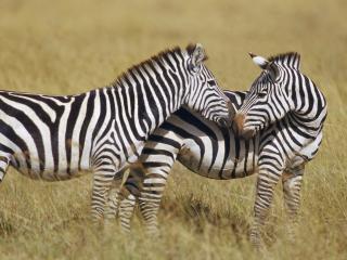 обои Две зебры подружки фото