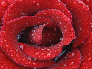обои Красная роза в крапельках фото