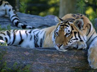 обои Тигры на отдыхе фото