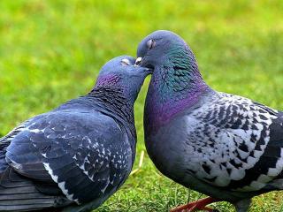 обои Любовь и голуби фото