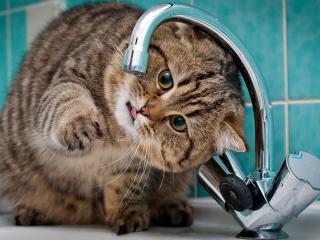 обои Кот пьет воду из крана фото