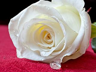 обои Пышная белая роза фото