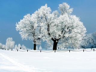 обои Белая зима и белый иней на деревьях фото
