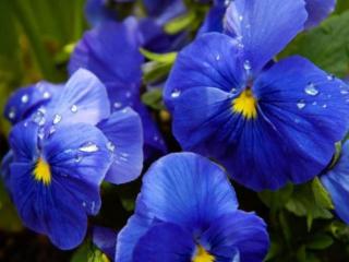 обои Синие цветочки в росе фото