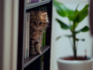 обои котенок на книжной полочкe фото