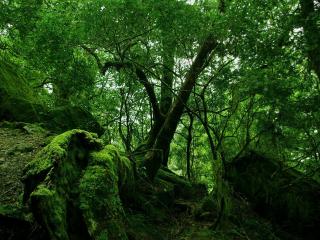 обои Зеленый лес сырoй фото
