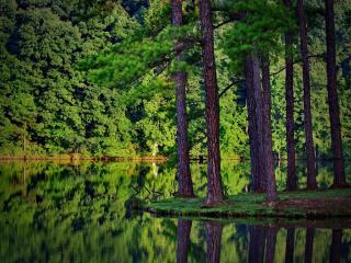 обои Зеркальный пруд в зеленом лесy фото