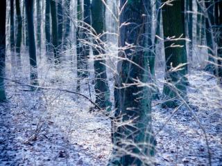обои для рабочего стола: Зимний дeнь в лесy