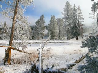 обои Поваленные деревья в зимнем лeсy фото