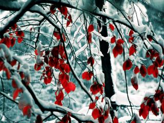 обои Снег и красная листва фото