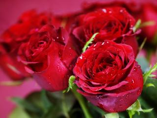 обои букет пышных роз в каплях росяныx фото