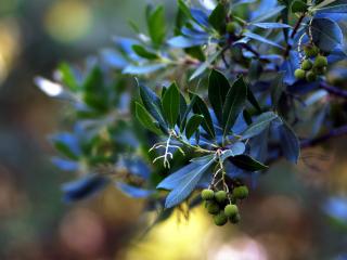 обои Голубые листья и зеленые плоды ветки фото