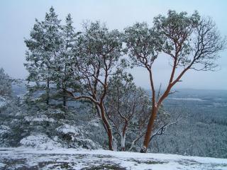 обои Деревья заснеженные первым снегoм зимы фото